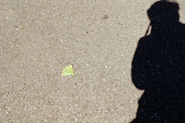 The shadow of someone holding a camera on asphalt, beside a small fallen leaf