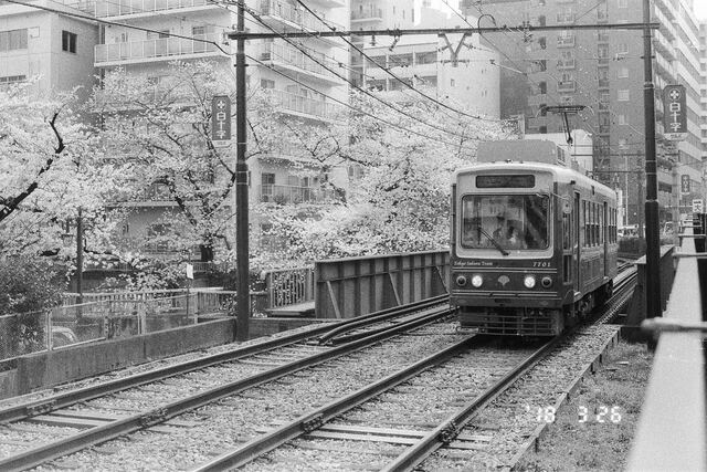 Black and white: a streetcar approaching beside cherry trees