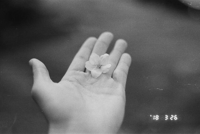 Black and white: an open palm holding a single petal